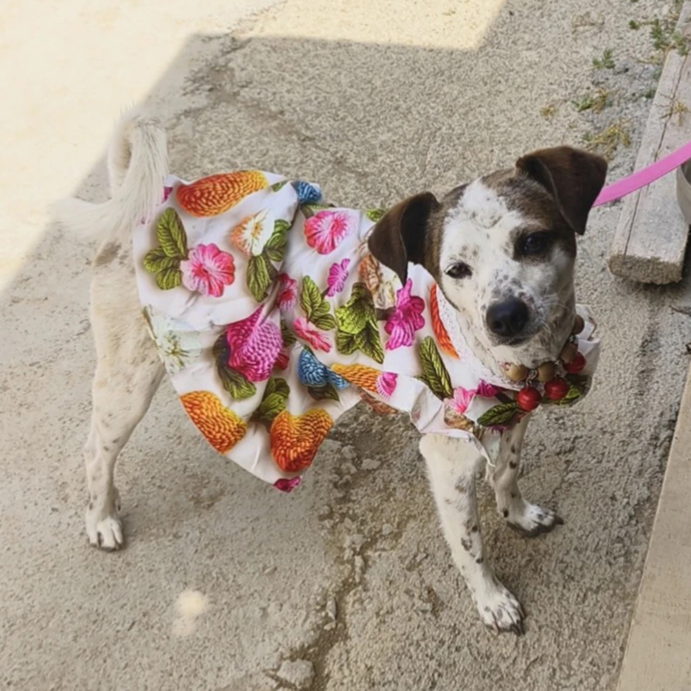 Summer Dog Clothes 3D Printed  - đánh giá và giá 3D Printing Yorkshire